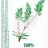 MedPharma TEA TREE OIL 100% rastlinná silica z austrálskeho čajovníka 1x10 ml obrázok
